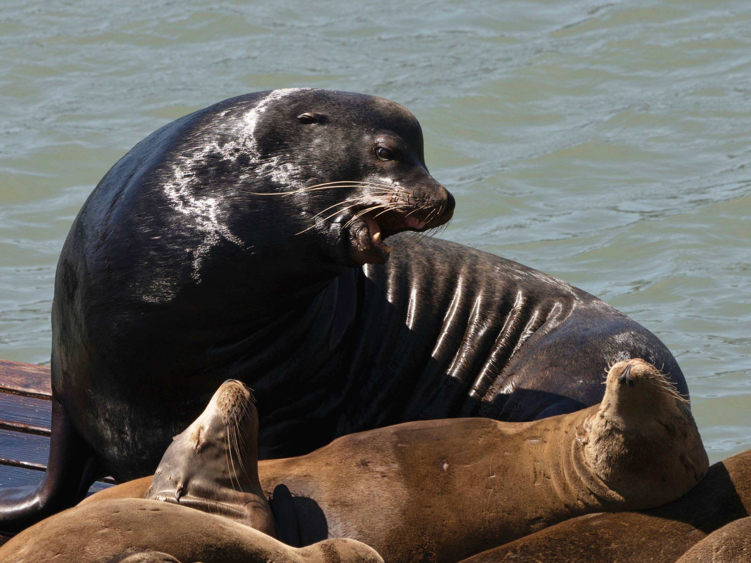 A group of sea lions laying on top of each other