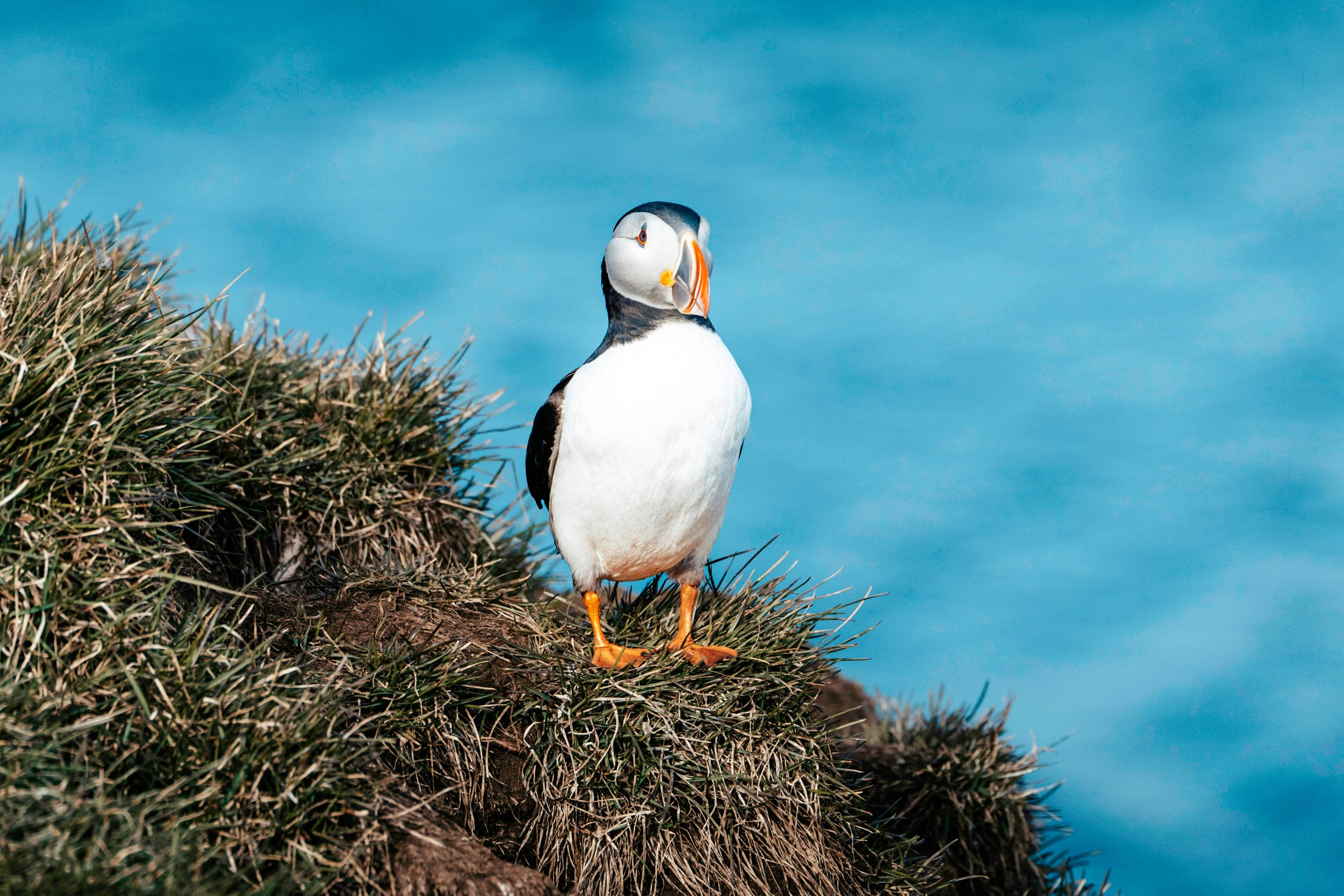 A puffin stands proudly on a grassy cliff.