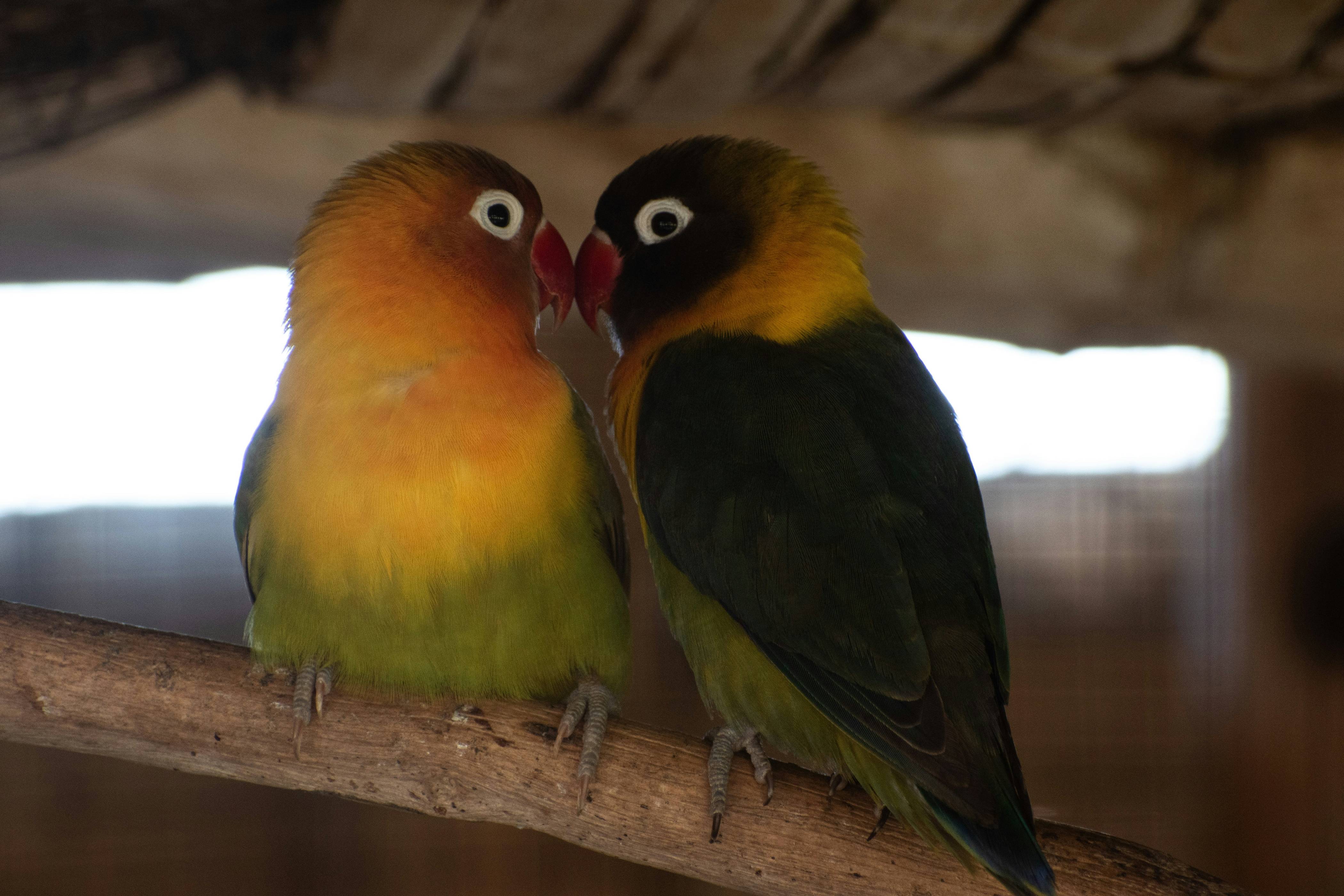 A couple of birds sitting on top of a tree branch